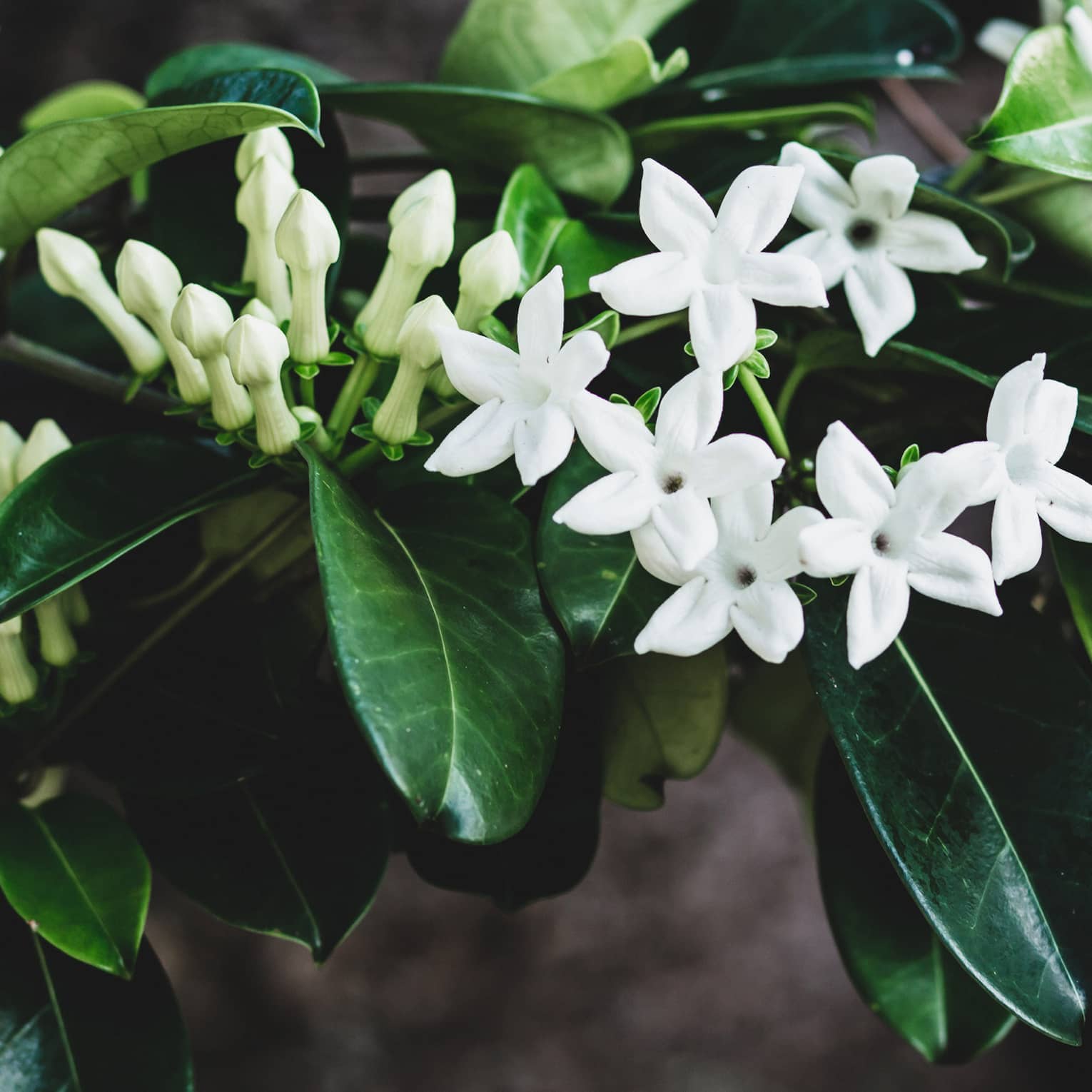 Tropical plant native to Hawaii with dark green leaves, white flowers and pale green buds