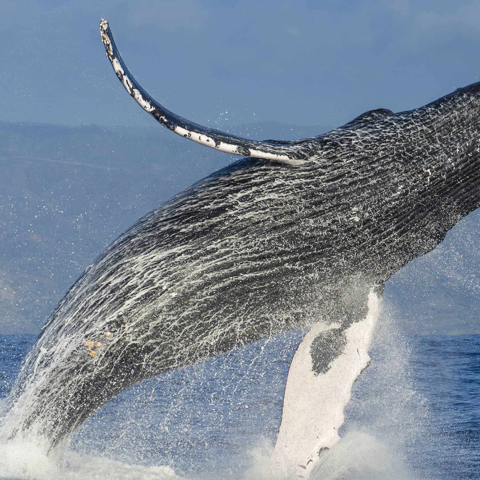 A humpback whale almost fully airborne as it breaches the ocean’s surface, a white veil of water spray falling from its body.