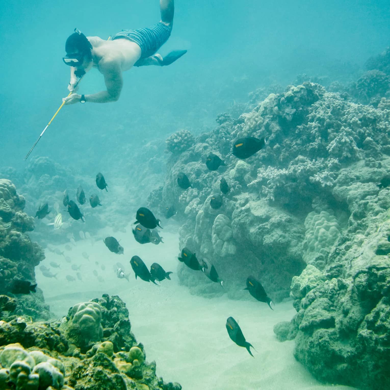 A man scuba diving near a school of fish