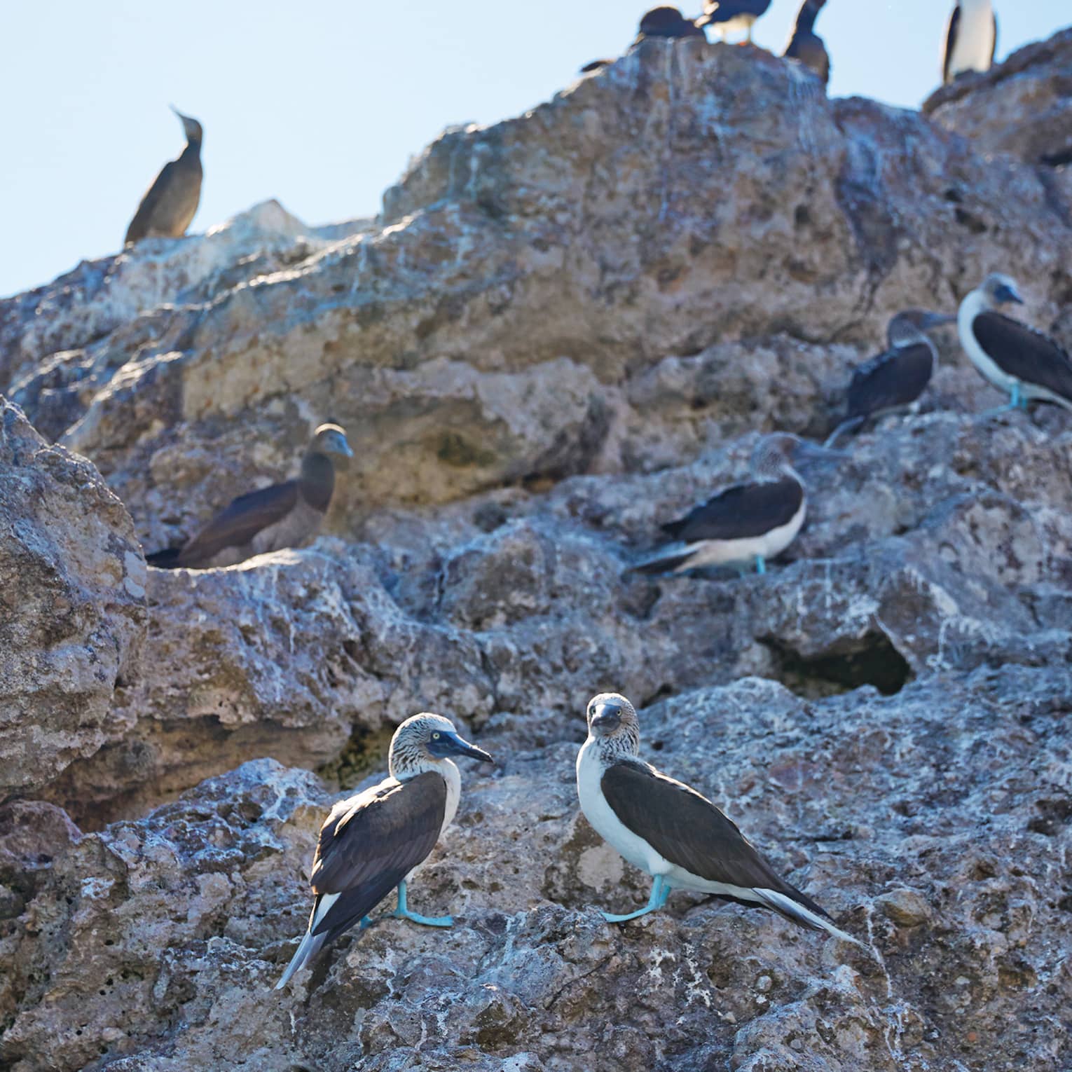 Large creviced rock face where a colony of blue-footed booby birds perch, some silhouetted, sharp beaks pointing to and fro.