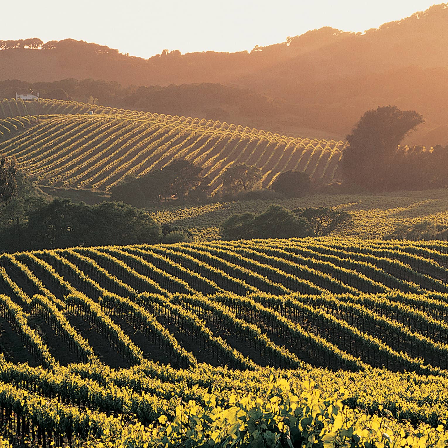 Expansive view of rolling hills striped with grapevines and dotted with trees and shrubs bathed in misty morning sunlight.