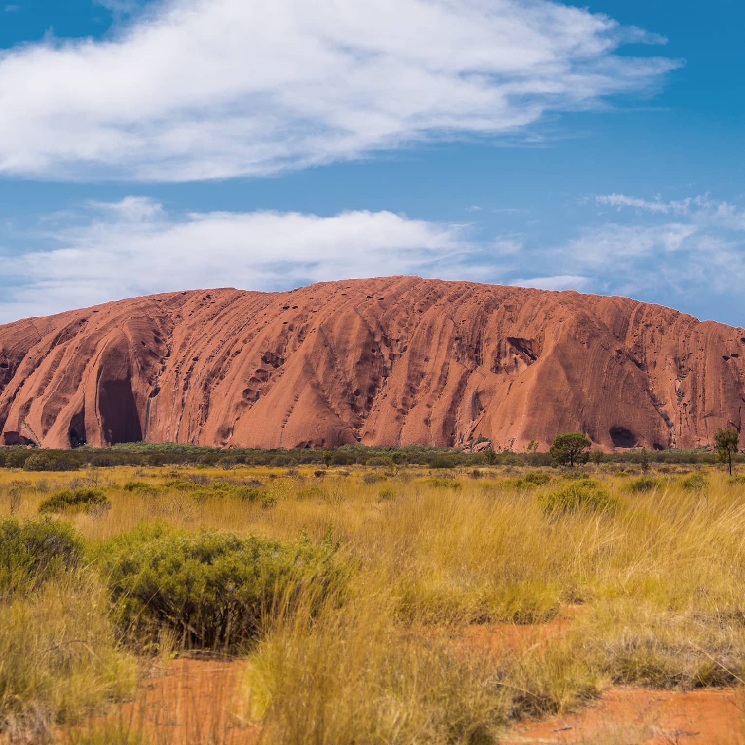 Uluru, a huge red sandstone rock, looms over a field of green and yellow grasses, under a blue sky dotted with white clouds.