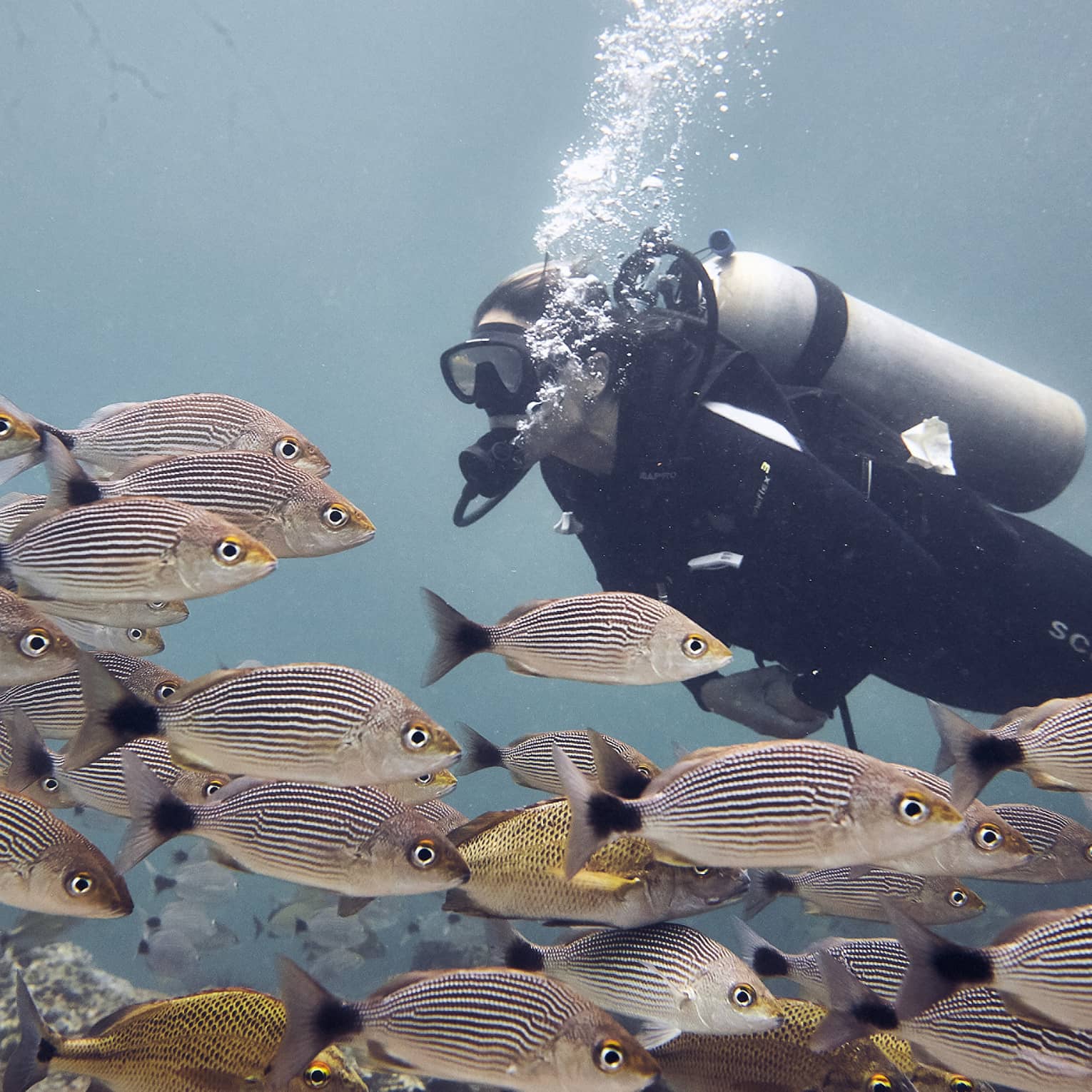 Woman scuba dives among a school of coulourful striped fish, the open ocean behind her