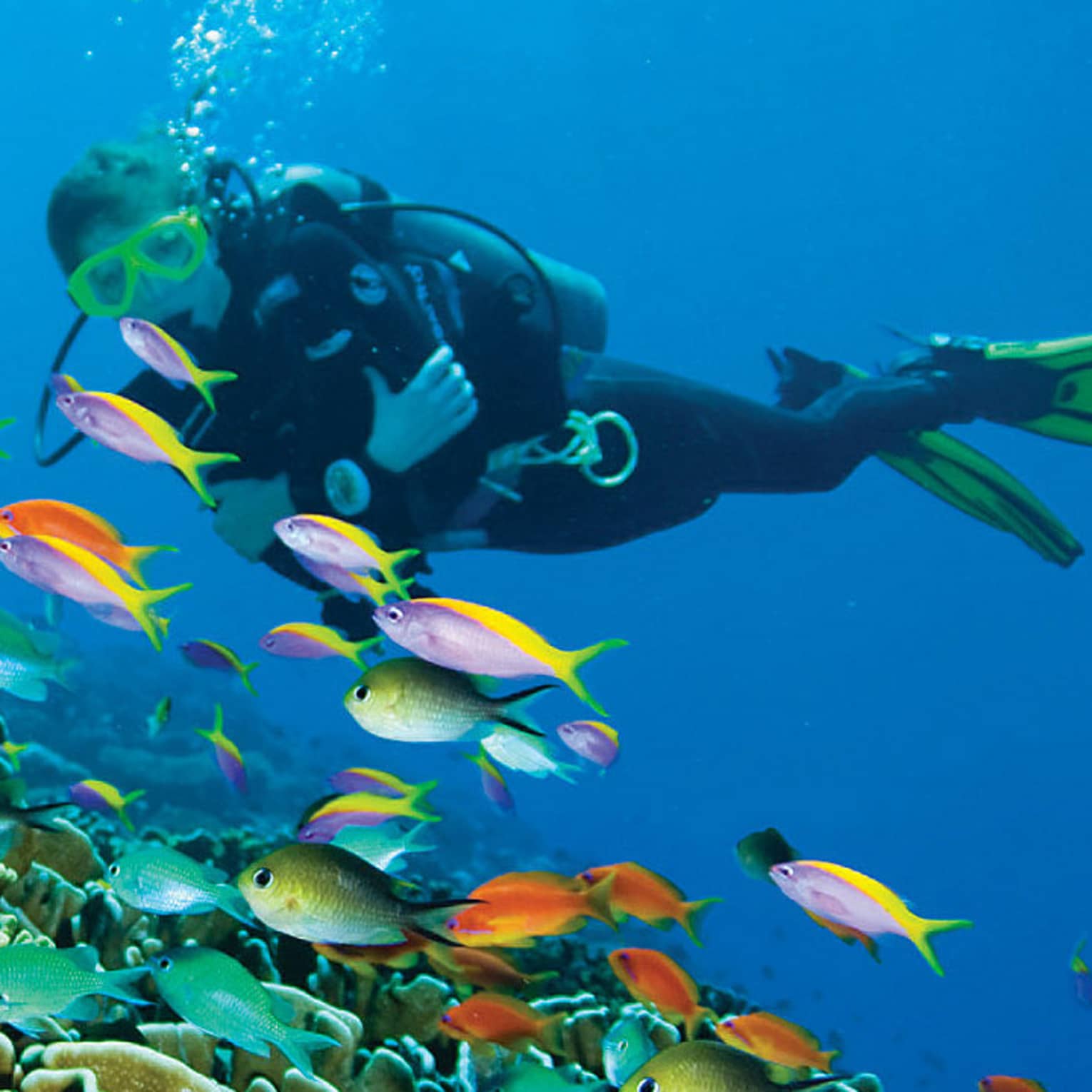 Scuba diver swims over colourful tropical fish, coral
