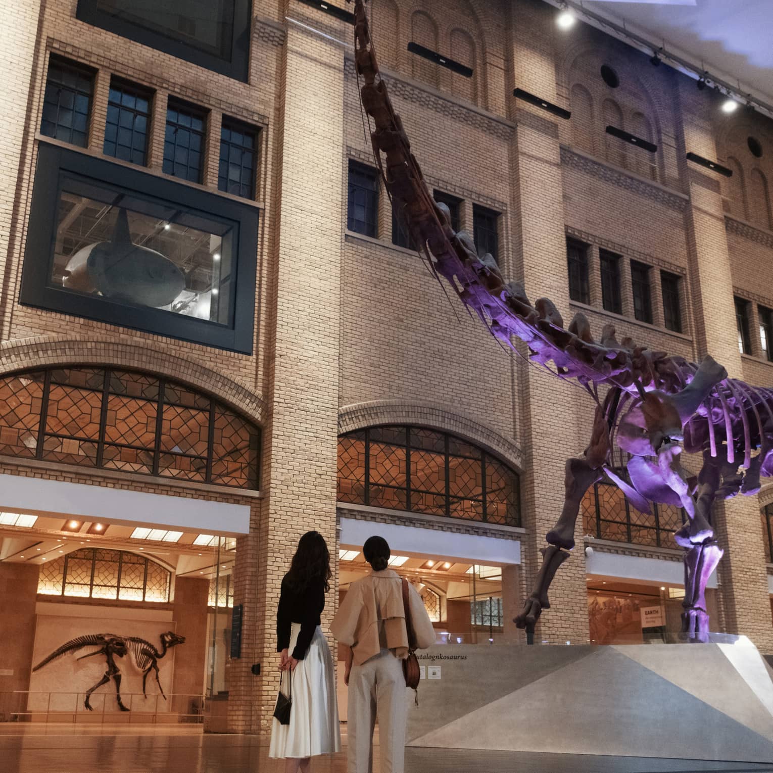 View from behind of two adults gazing at a massive purple-lit dinosaur skeleton in the expansive brick museum lobby.