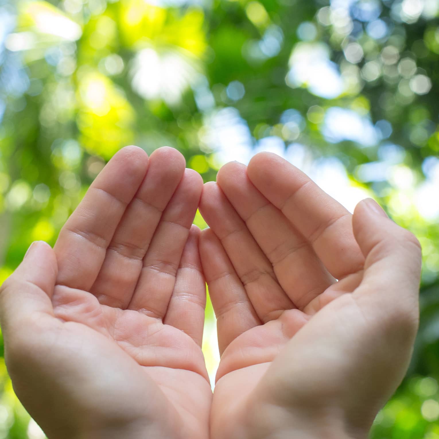 Two cupped hands against a forest backdrop on a sunny day