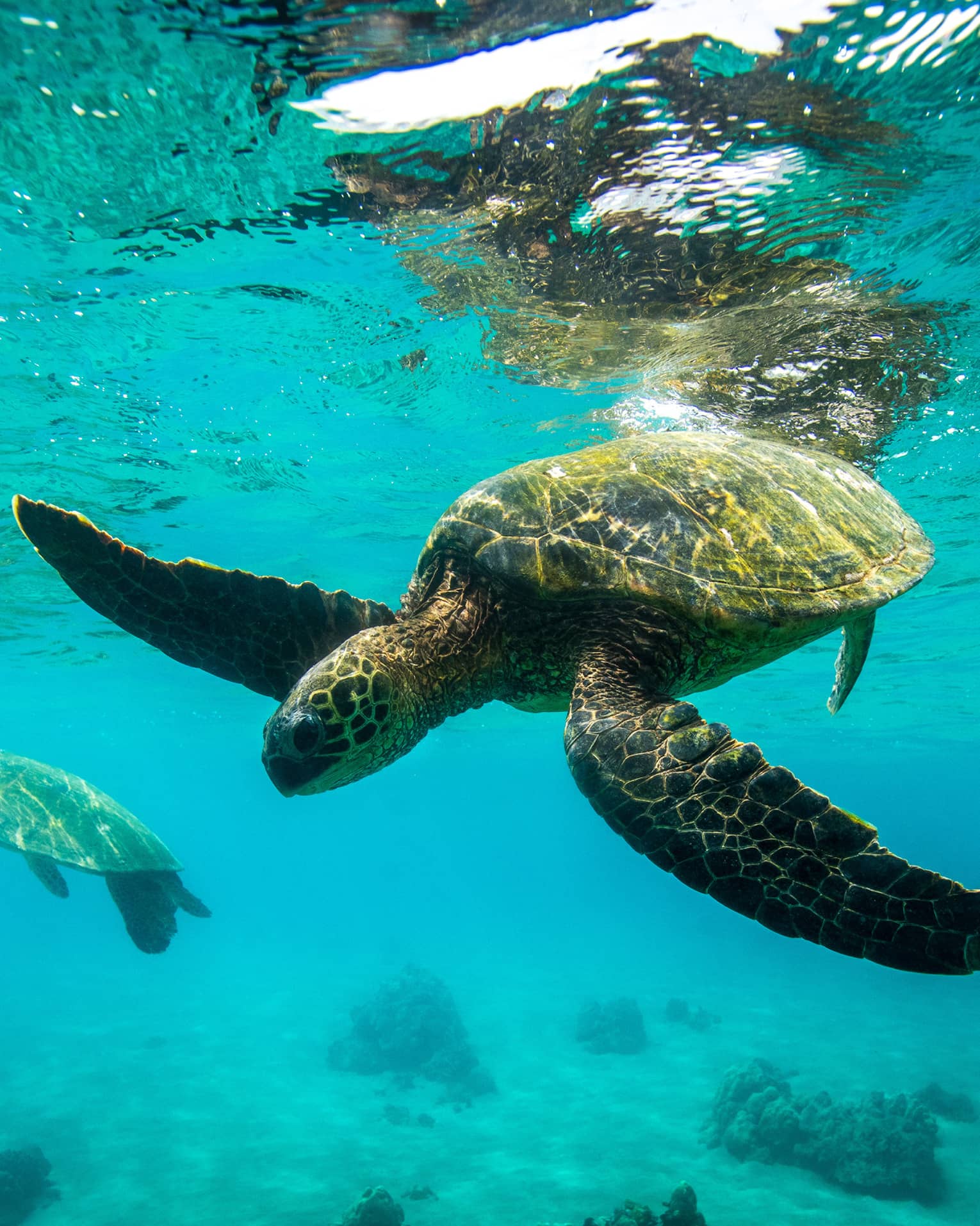 Sea Turtles swimming underwater in Hawaii