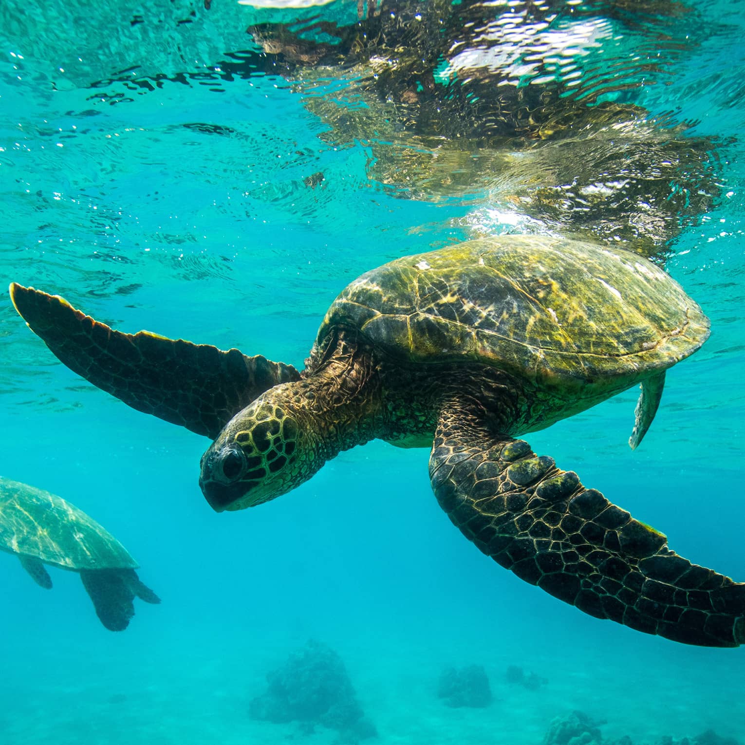 Sea Turtles swimming underwater in Hawaii