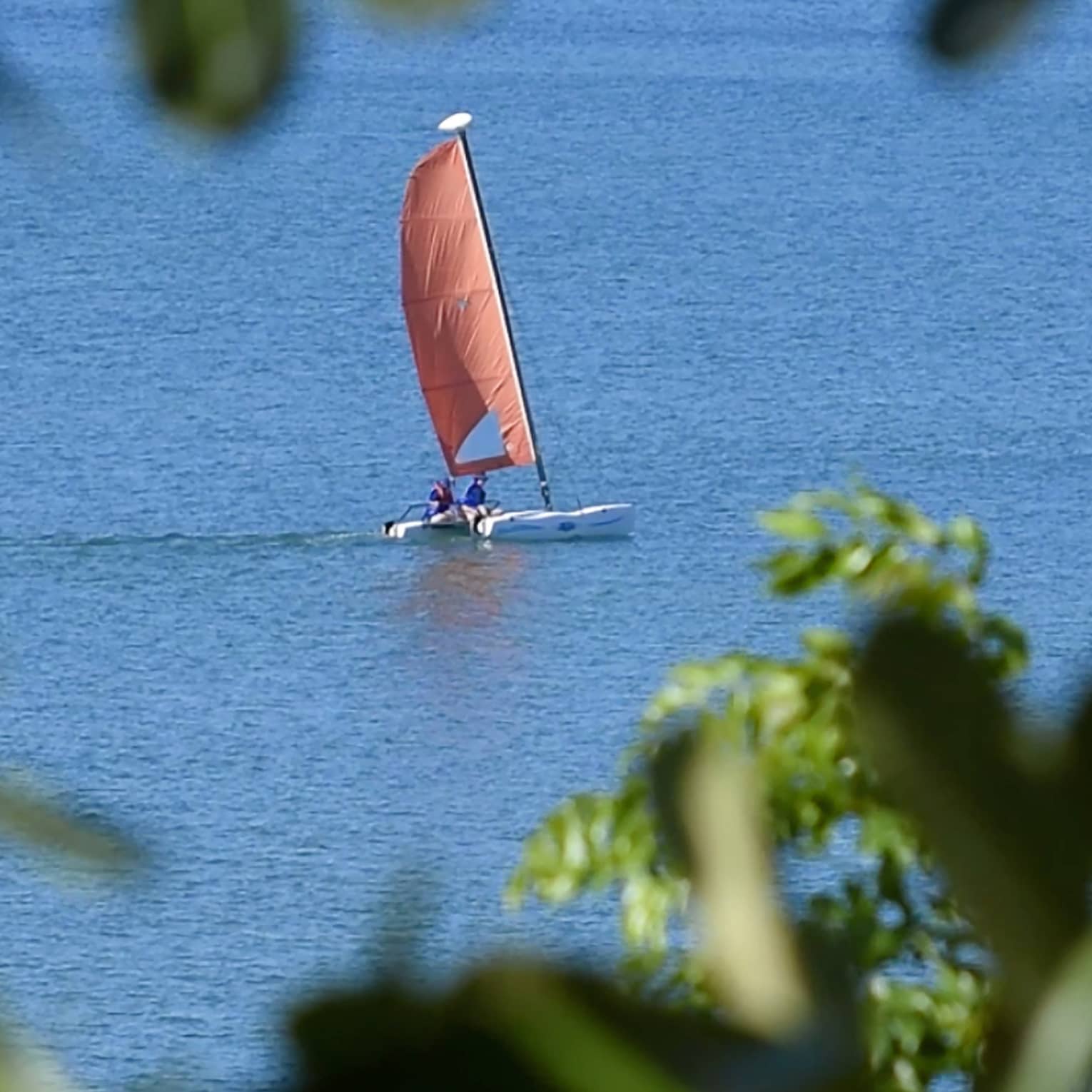 A sailboat on the ocean spotted through a tree
