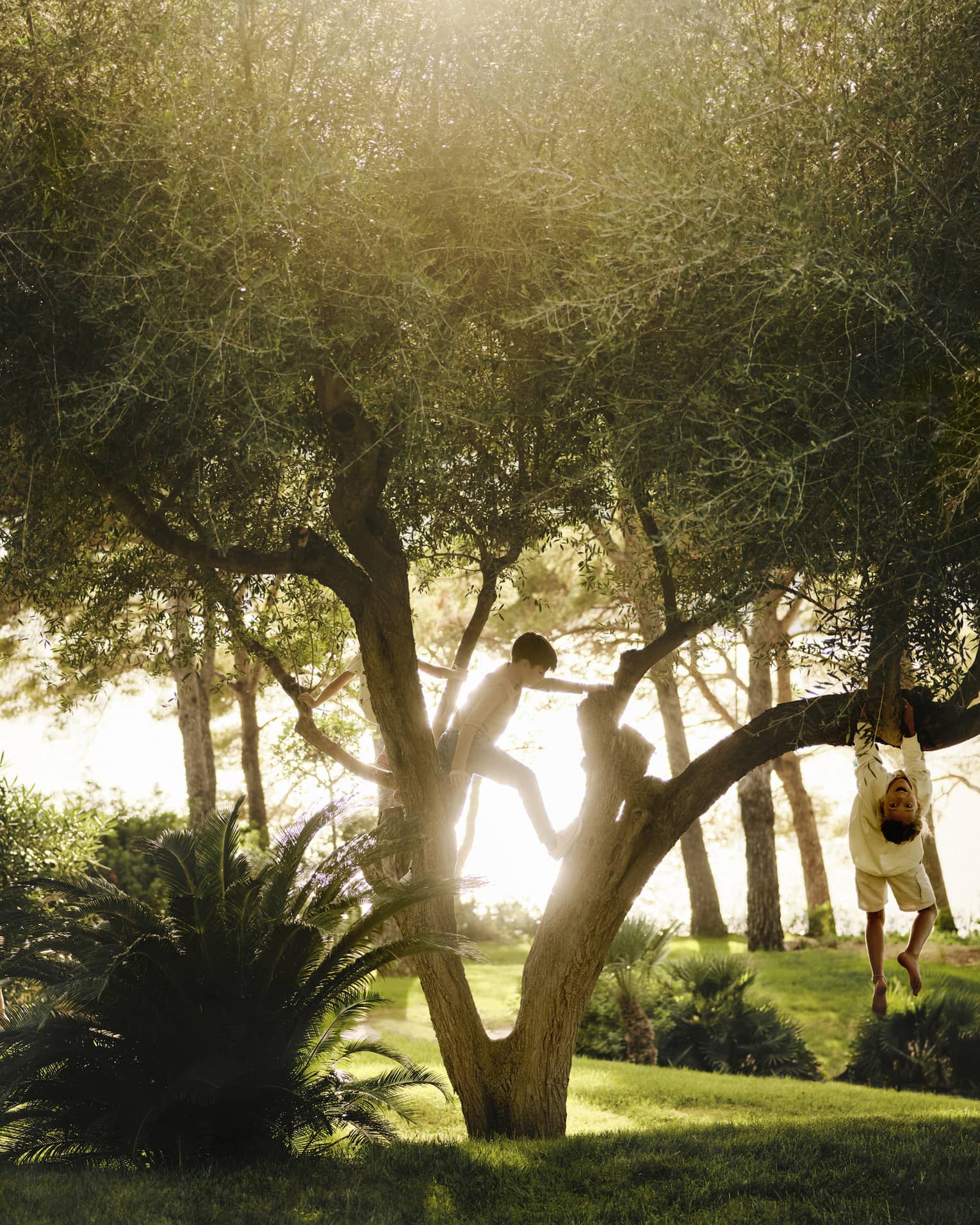 Kids playing in a tree, with sun streaming in lush yard