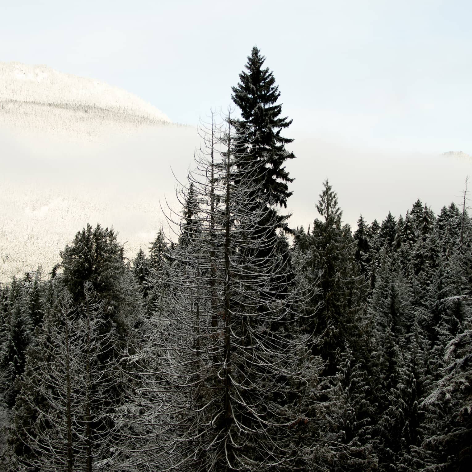 Cedar trees with snow capped mountains in background