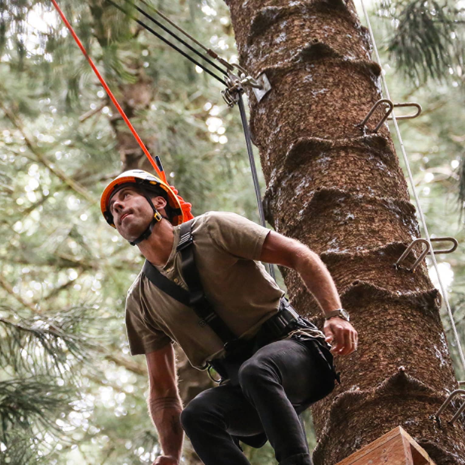 Man wearing harness and helmet prepares to leap from platform in tree