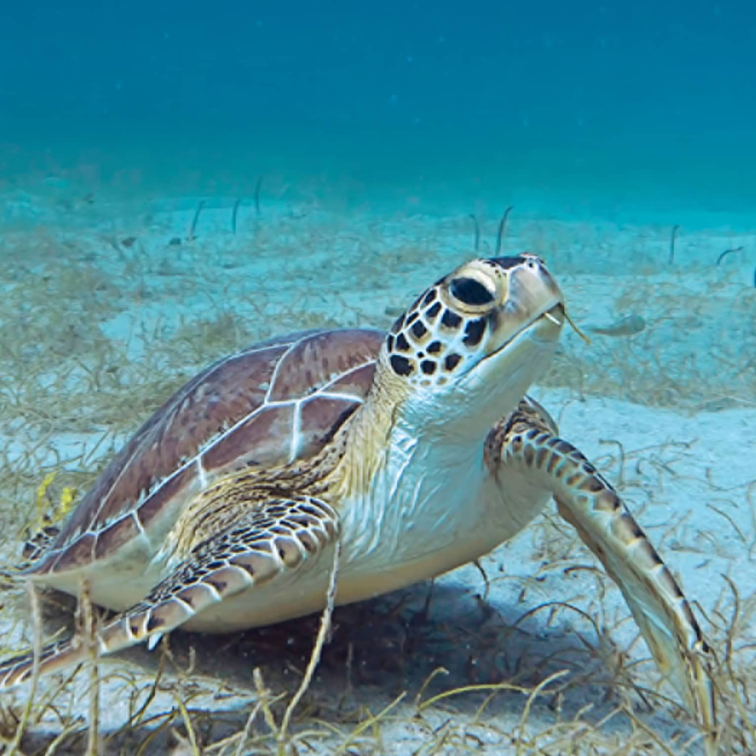 Sea turtle on sandy bottom of ocean floor