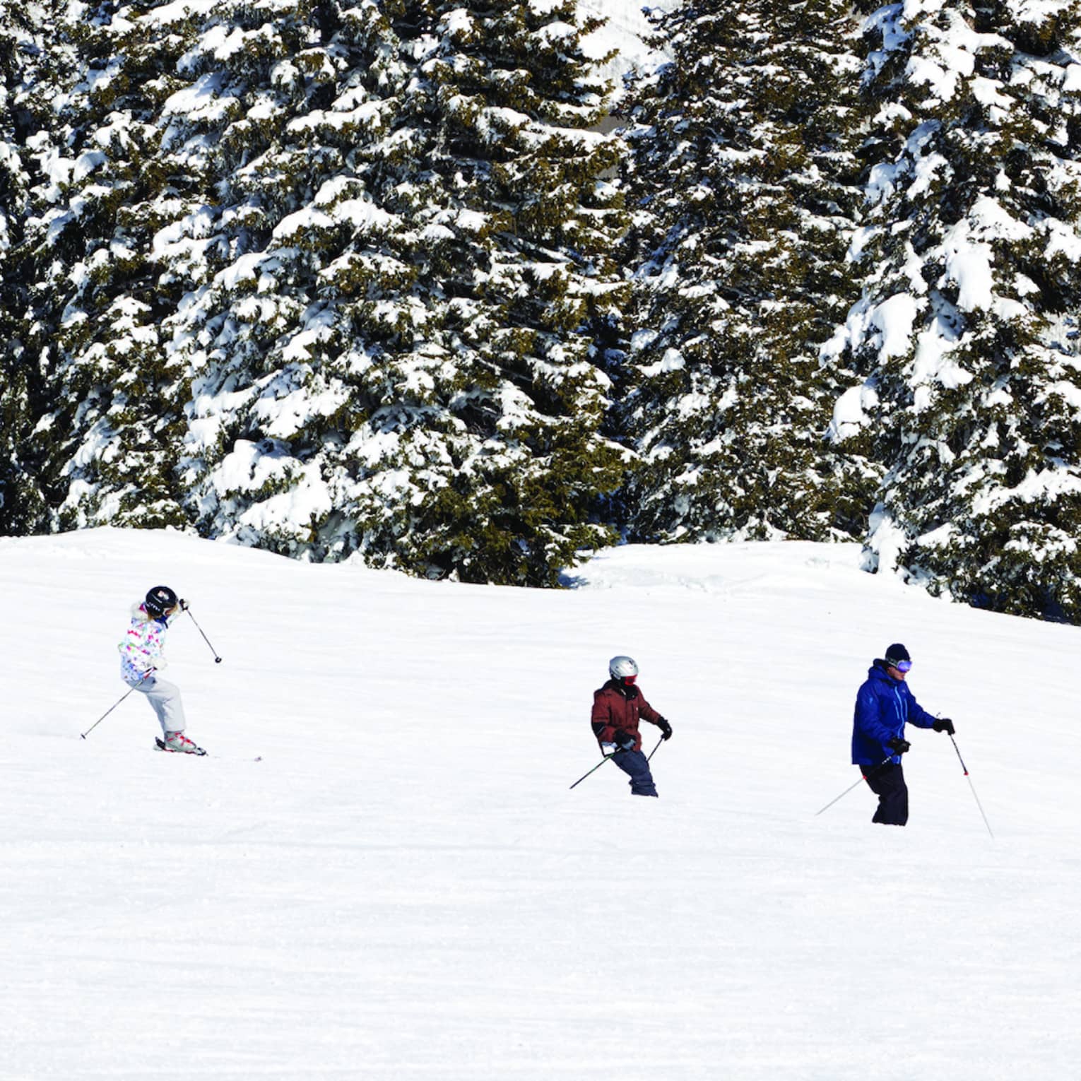 A few people skiing on snow by large green trees covered in snow.