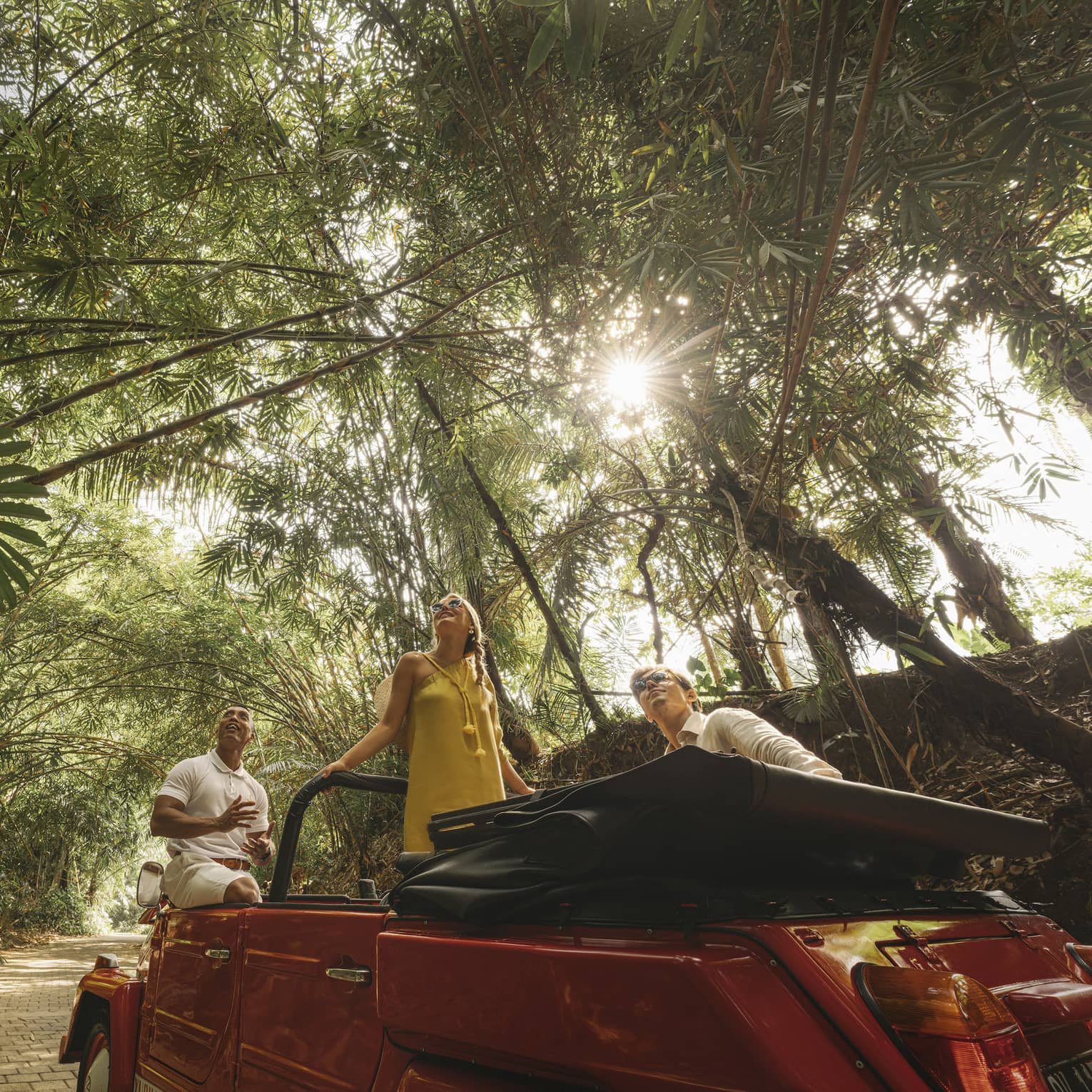 A guide and two guests in a Jeep parked on a brick trail look skyward as sunlight filters through a canopy of palm fronds.