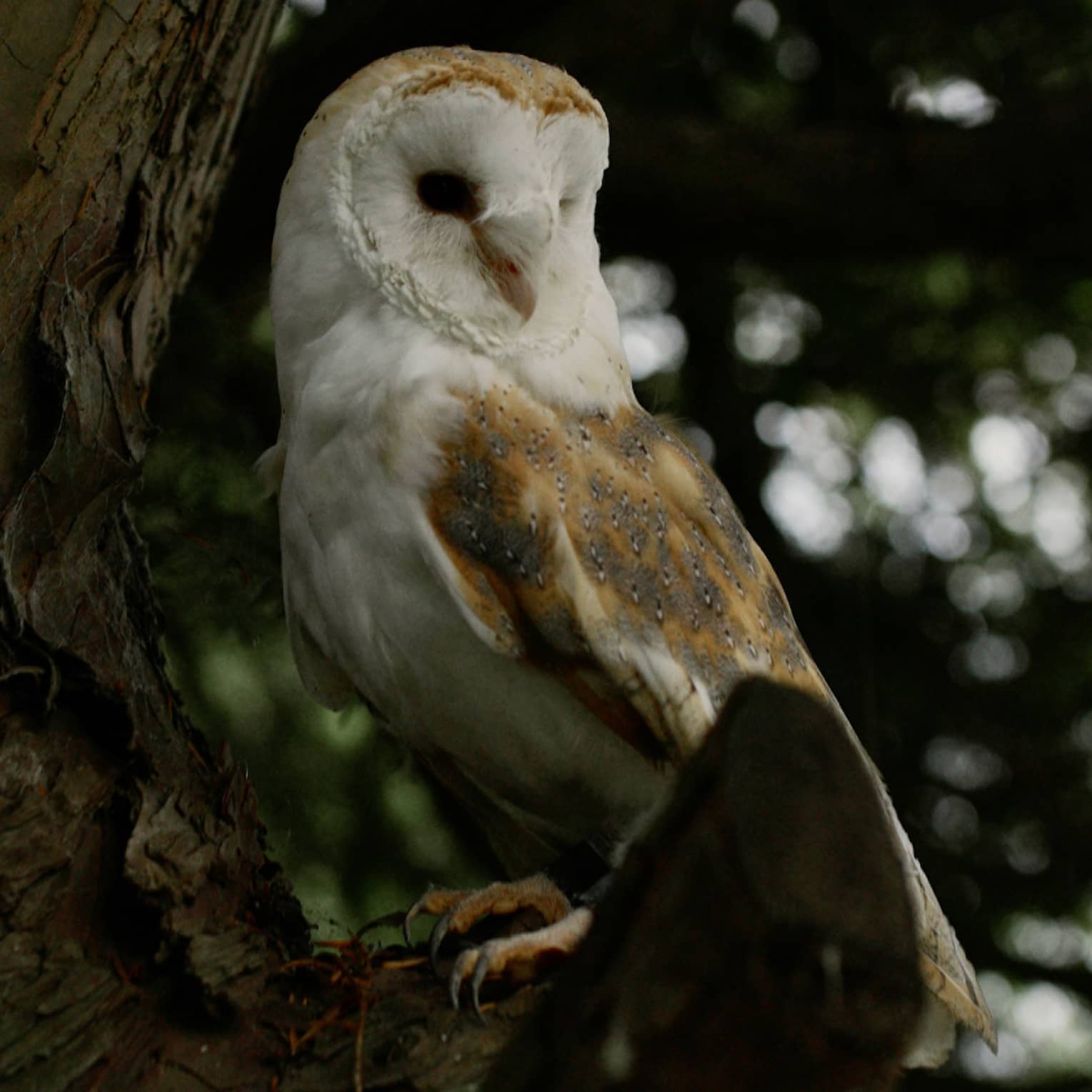 An owl resting on a tree.