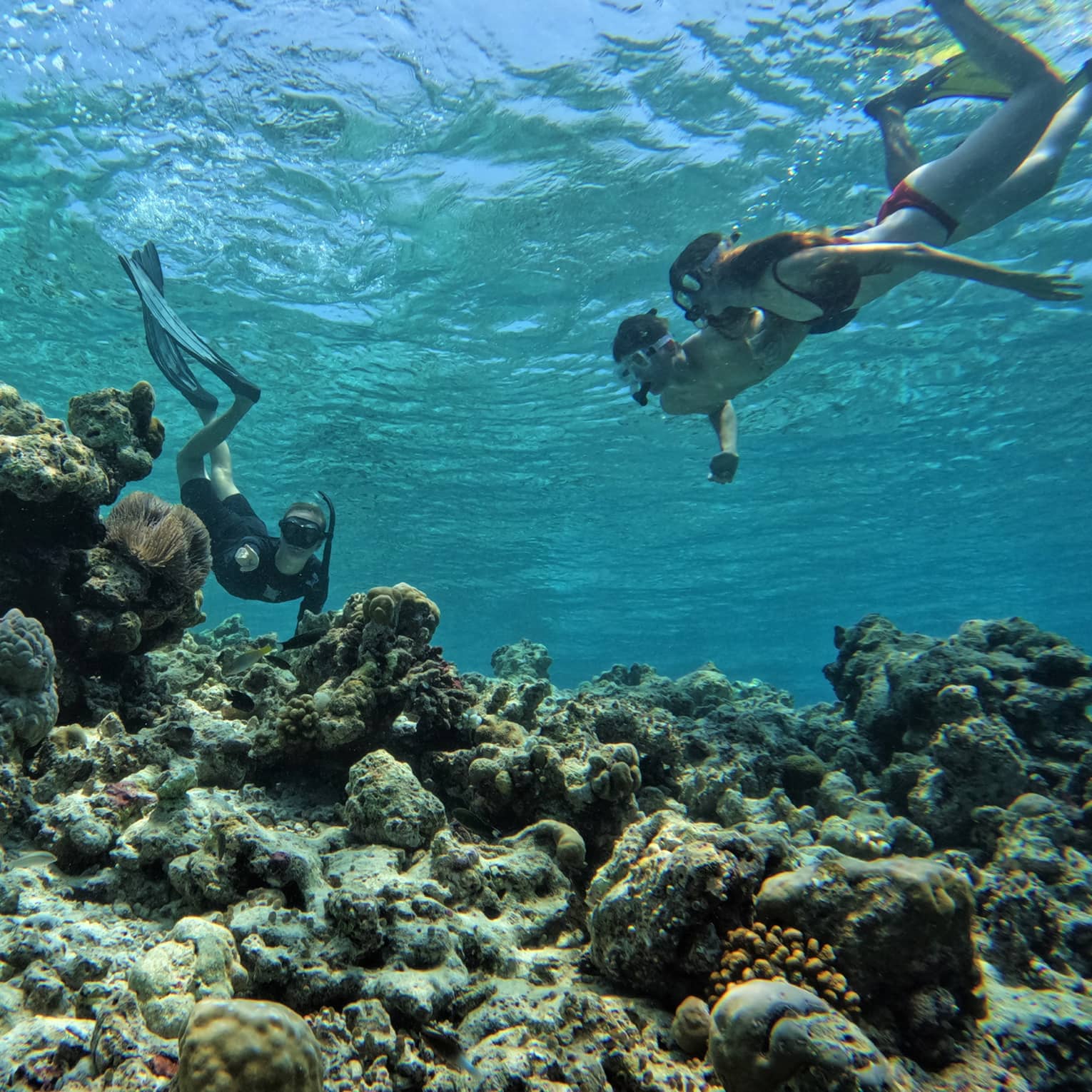 Marine biologist points out a porcupine-shaped coral to two guests as they all snorkel above a reef in crystal-clear water.