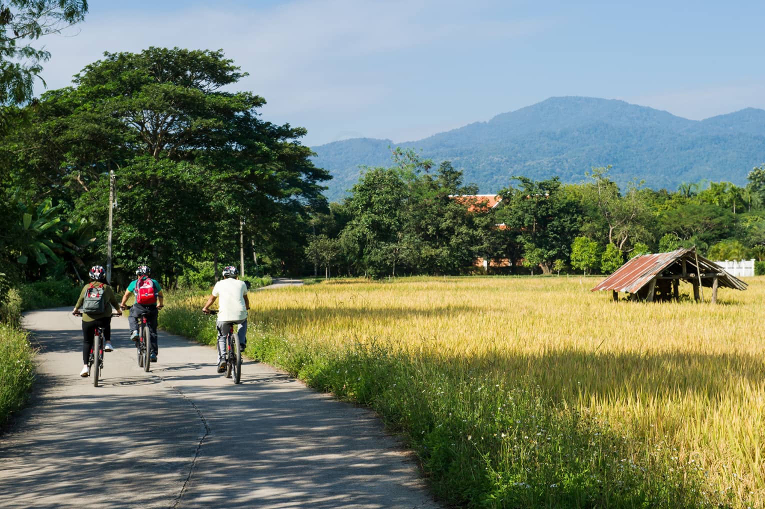 Three cyclists ride down a rural road surrounded by lush greenery and golden fields, with mountains in the background and a small rustic hut to the side.