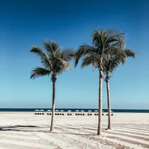 Three palm trees stand tall on a pristine beach with white sand and rows of lounge chairs and umbrellas in the distance, under a clear blue sky.