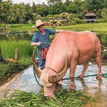Person washing a light-coloured water buffalo by a pond, surrounded by rice fields and tropical landscape.