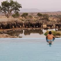 Man watches herd of elephants at pond from edge of infinity pool