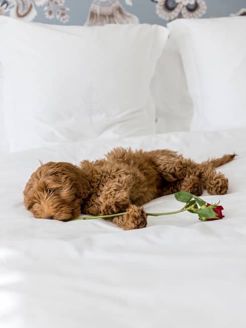 Brow-haired dog lays on a white hotel bed playing with a flower