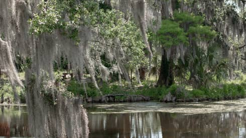 Swamplands with murky water and luscious plants.