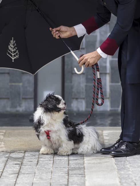 A person with a small dog on a leash. The person is holding an umbrella over the dog.