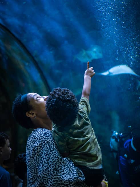 View from behind of a parent holding a toddler who is pointing upward at two stingrays in a bubbly, deep-blue aquarium.