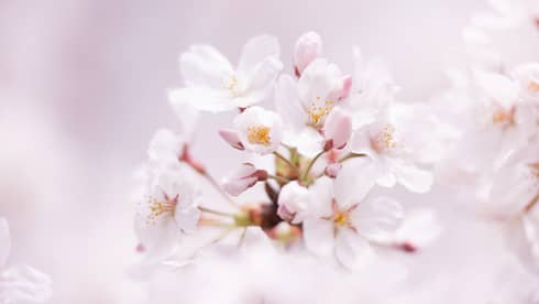 Close-up of fully-bloomed pink cherry blossom flowers, flower petals blur in the foreground