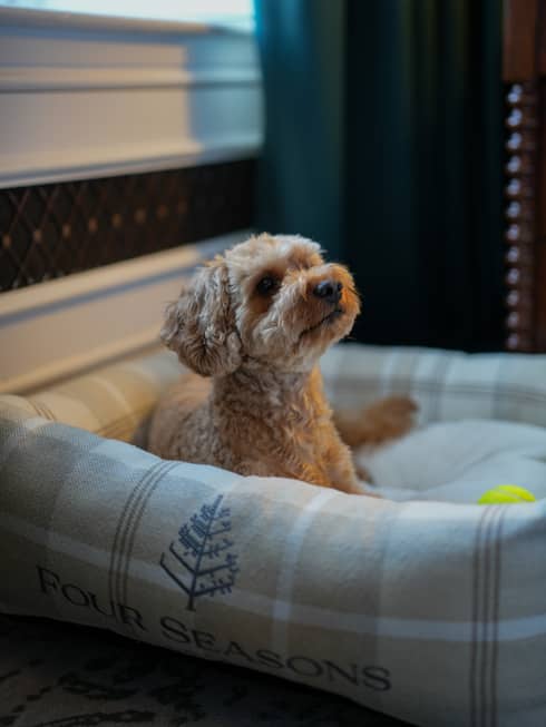 Dog laying in a dog bed with the Four Seasons logo.