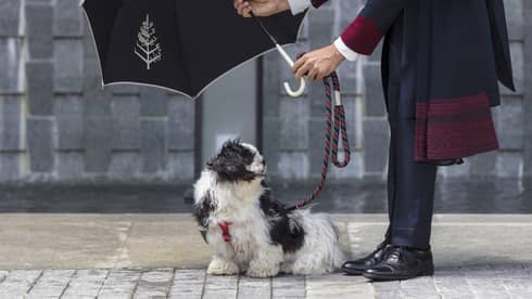 Doorman at Four Seasons Hotel Bengaluru holds a black Four Seasons umbrella over a small black and white dog