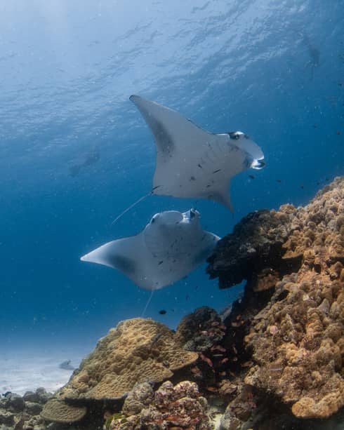 A woman taking photos of sea creatures under water.
