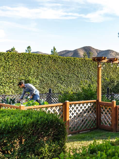 A chef in an apron gathers leafy greens from a hedge-lined garden enclosed by a latticed fence beside a red, barn-style shed.