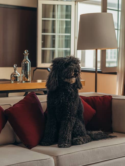 A dog sits on a couch in a hotel suite with earth-toned decor and bright natural light