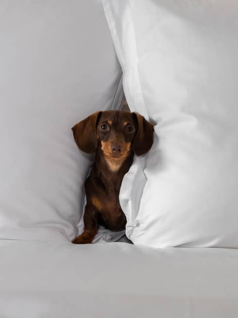 Small brown dachshund nestled between two large white pillows on a bed at the pet-friendly hotel