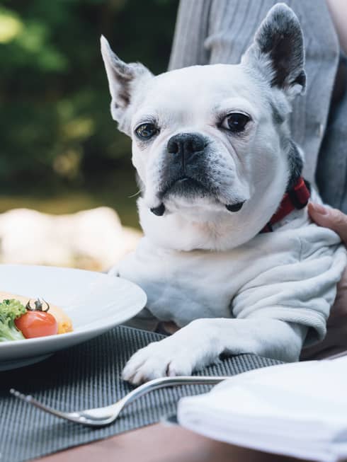Female guest holds French Bulldog in her lap at the table, a plate of food and mug of coffee in front of the dog