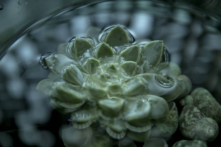 Close up of a green succulent floating in water