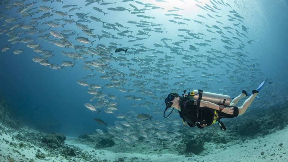 Scuba diver swims underwater net to pool of fish