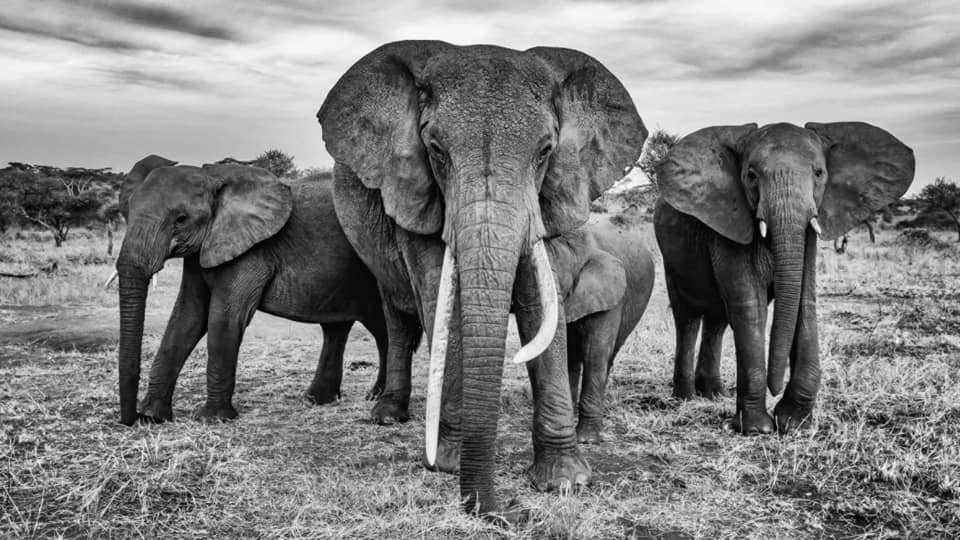 Black and white photo of herd of elephants