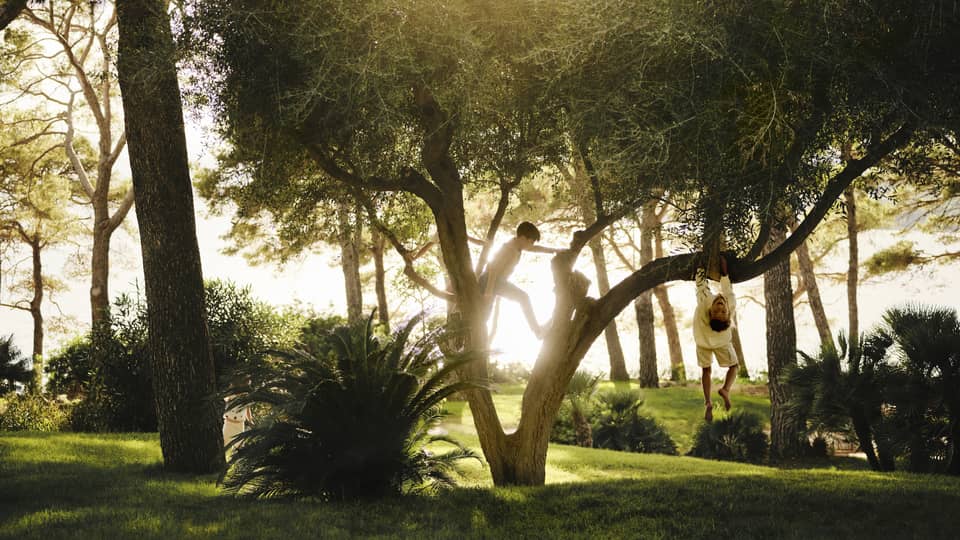 Kids playing in a tree, with sun streaming in lush yard