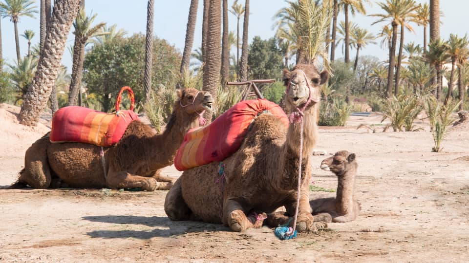 Camels lay on sand under palm trees