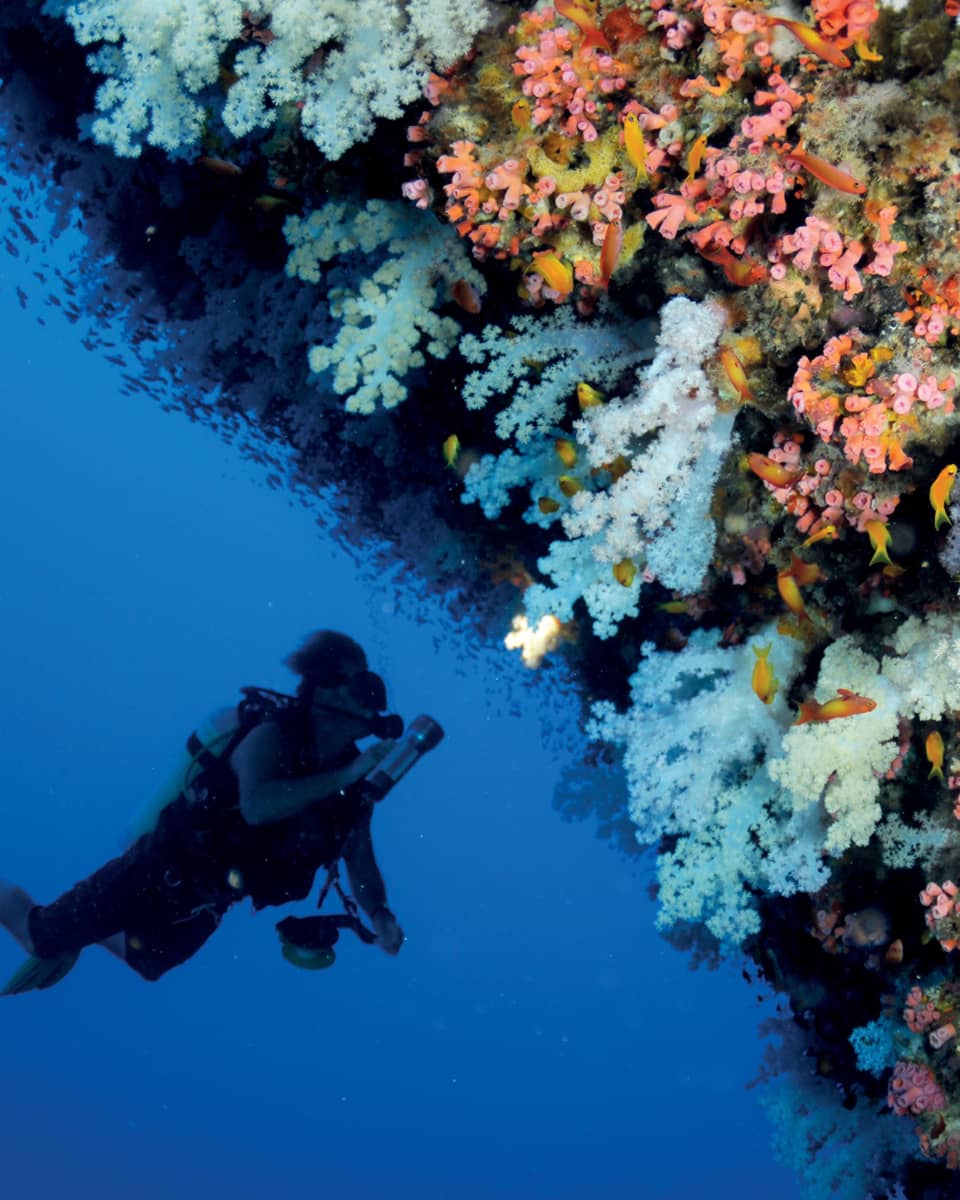 Scuba diver swims underwater next to colourful coral reef