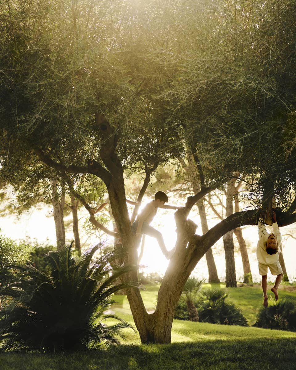 Kids playing in a tree, with sun streaming in lush yard