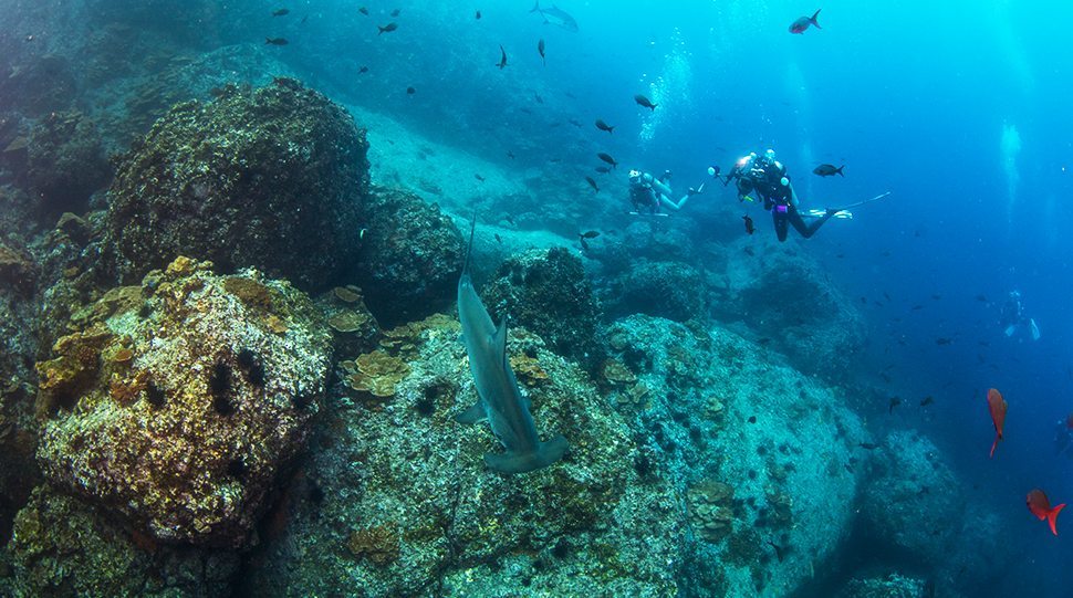 Divers swim near a hammerhead shark in Costa Rica